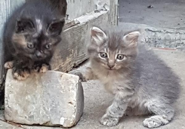 cuccioli di Gatto Siberiano adozione in regalo  - media 2